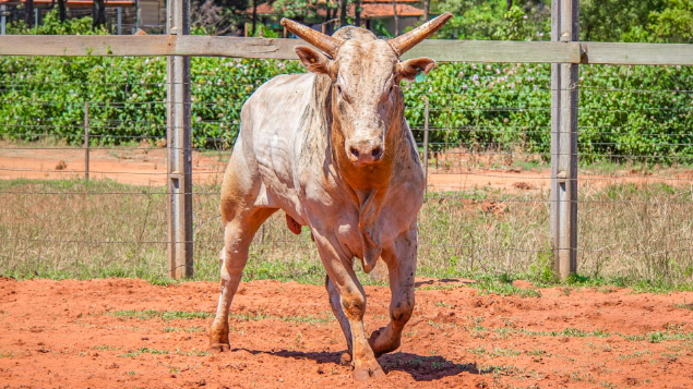 LOTE 04 - FUTURO JR