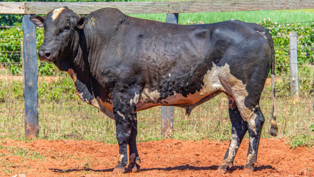 LOTE 05 - TERAPIA