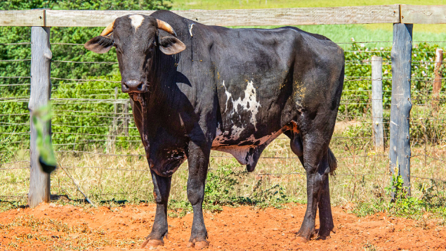 LOTE 08 - CARAMUJO
