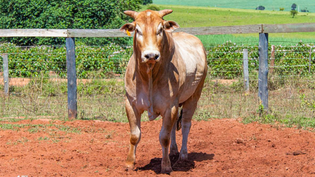 LOTE 09 - TRÊS NAMORADAS
