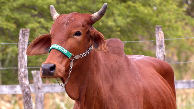 LOTE 02 - RGPS 10 - DIVA