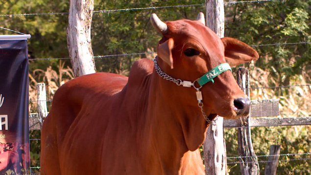 LOTE 07 - RGPS 15 - DIANA DO ENCANTADO