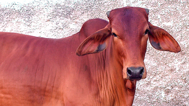 LOTE 14 - BRAB 326 - GIRANDA
