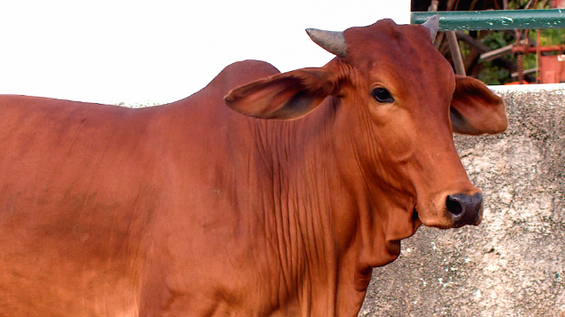 LOTE 09 - BRAA 46 - HERDADE