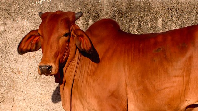 LOTE 10 - BRAA 73 - FOLHADA