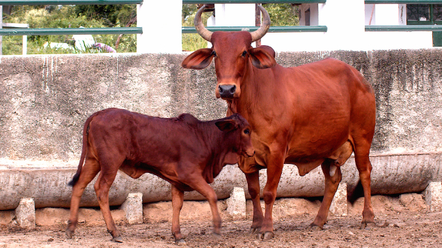 LOTE 06 - RJJB 77 - DOCA