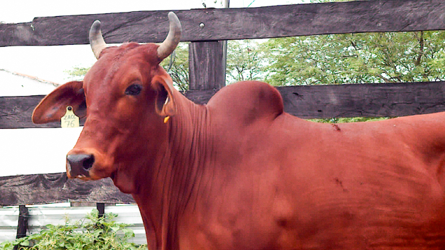 LOTE 19 - ZACC 76 - LINDA
