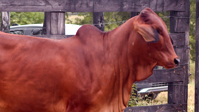 LOTE 17 - BUIQ 72 - DISCRETA