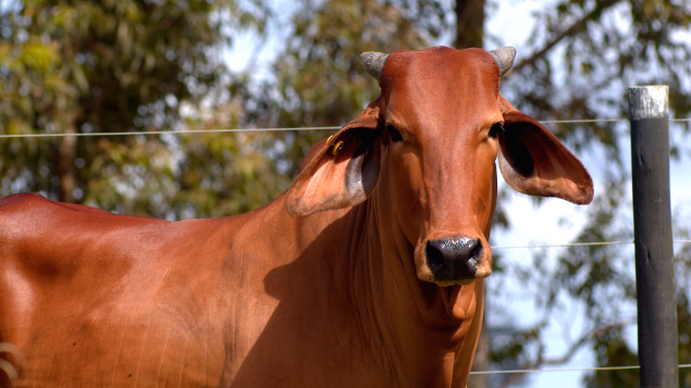LOTE 23 - RFTI 607 - ABEDUZA SINDI DA FTI
