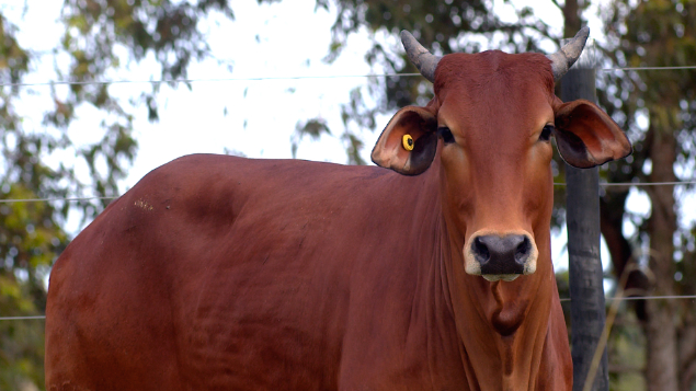 LOTE 22 - RFTI 630 - ALPINISTA SINDI DA FTI