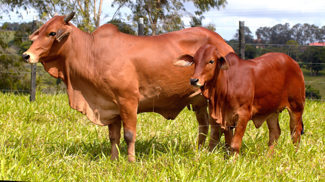 LOTE 21 - RFTI 547 - ARUANA SINDI DA FTI
