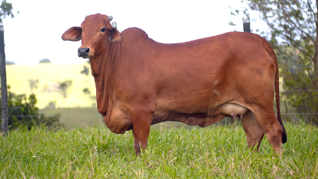 LOTE 18 - RFTI 848 - CAJATI SINDI DA FTI