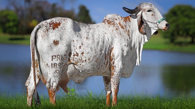 LOTE 08 - PRLB 1899 - QUERIDA FIV PRLB 