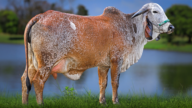 LOTE 09 - PRLB 2214 - SEMPRE VIVA FIV PRLB