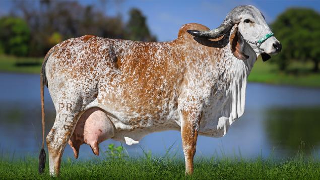 LOTE 10 - PRLB 1738 - PROSA FIV PRLB