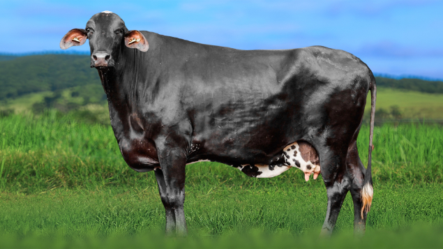 LOTE 28 - 7456-BW - VIRGINIA FIV DREAM 2616 VILAREJO