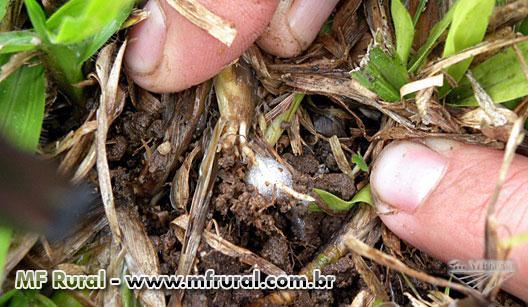 FUNGO METARHIZIUM ANISOPLIAE Controle Total De Cigarrinhas Da Cana De A 