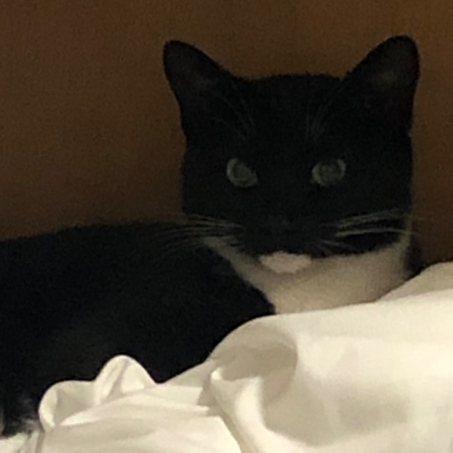 Premium Personal Profile Image