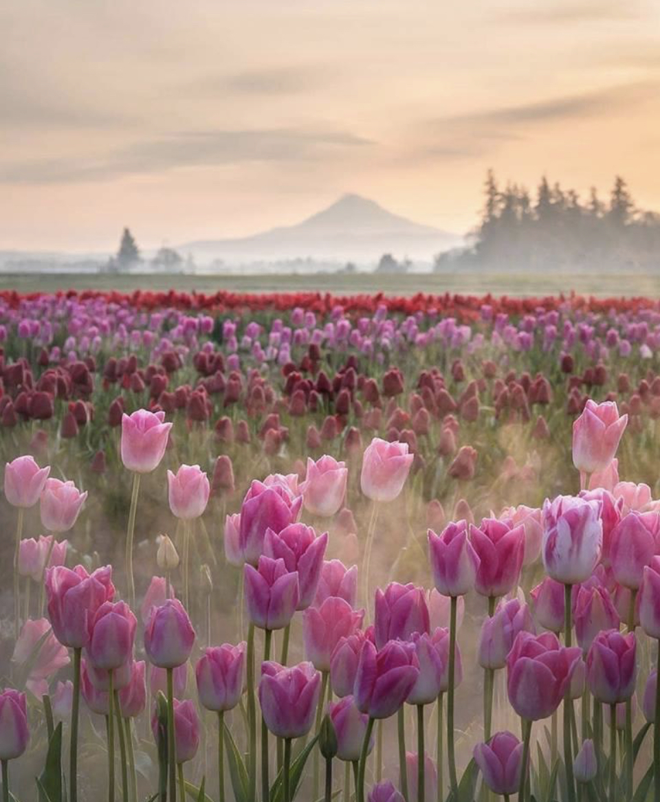 Premium Personal Profile Image