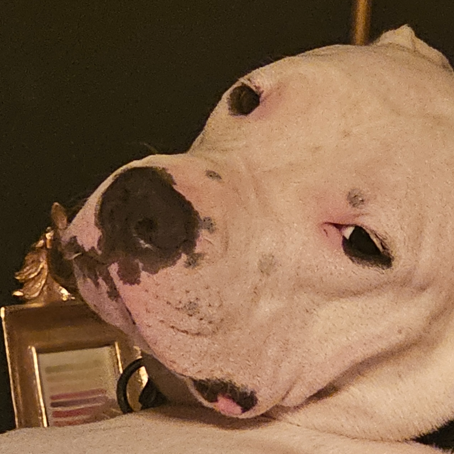 Premium Personal Profile Image