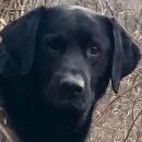 Duck Dawg Sporting Goods Vendor Avatar