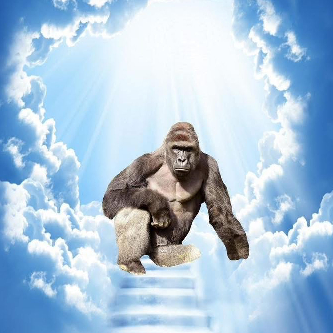 Premium Personal Profile Image