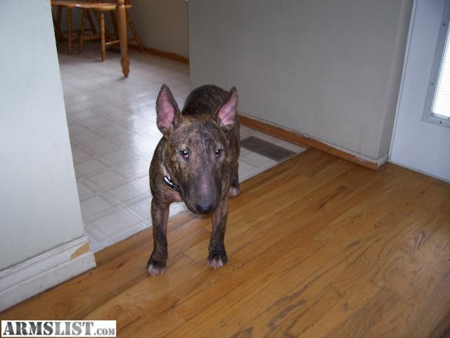 ARMSLIST For Sale Trade Old English Bull Terrier Puppy