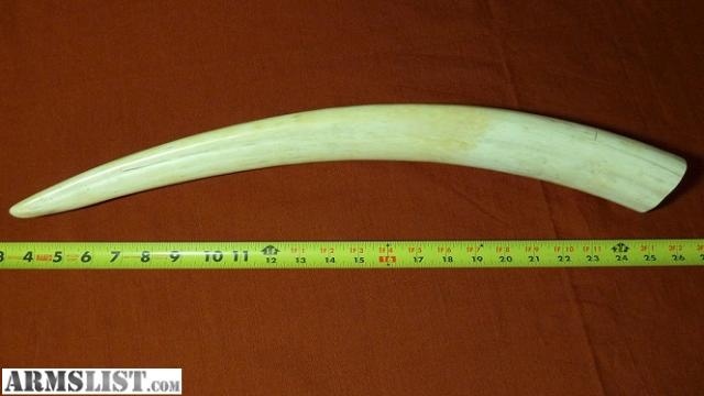 ARMSLIST - For Sale: Walrus Ivory Tooth $300 OBO