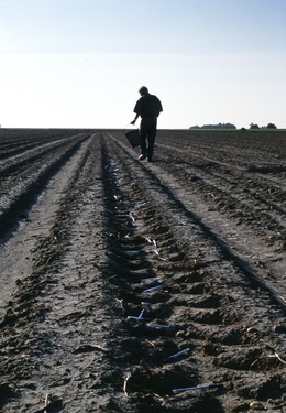 "The man who is sowing ballpoints in the field to grow stories". This
work is mentioned in 'de ent' as the "pennenzaaier".