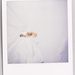 Polaroid_0843