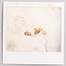 Polaroid_0846