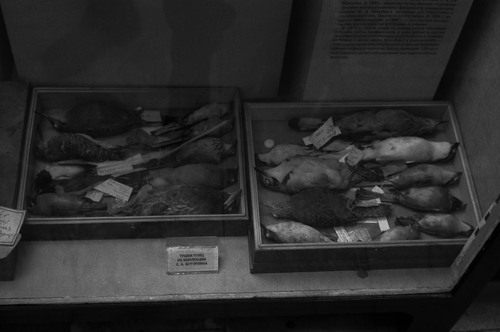 <p><em>&#39;Cactus Seller&#39;</em>&nbsp;(detail 4), 2010</p>&#169;Olga Chernysheva