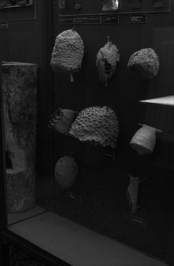 <p><em>&#39;Cactus Seller&#39;</em>&nbsp;(detail 6), 2010</p>&#169;Olga Chernysheva