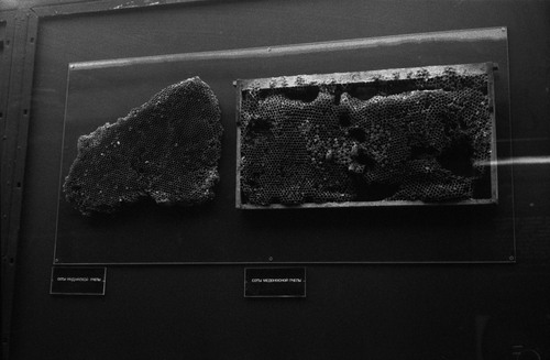 <p><em>&#39;Cactus Seller&#39;</em>&nbsp;(detail 7), 2010</p>&#169;Olga Chernysheva