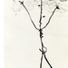 Francky Cane - Invitations Solo Exhibitions