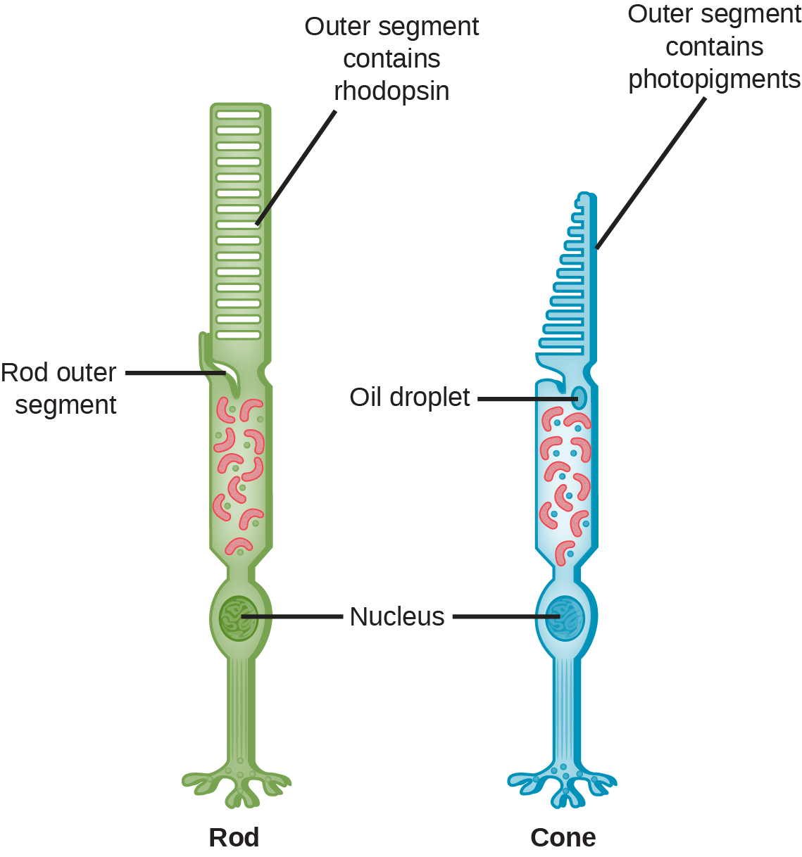 Biology 2e Animal Structure And Function Sensory Systems Vision 