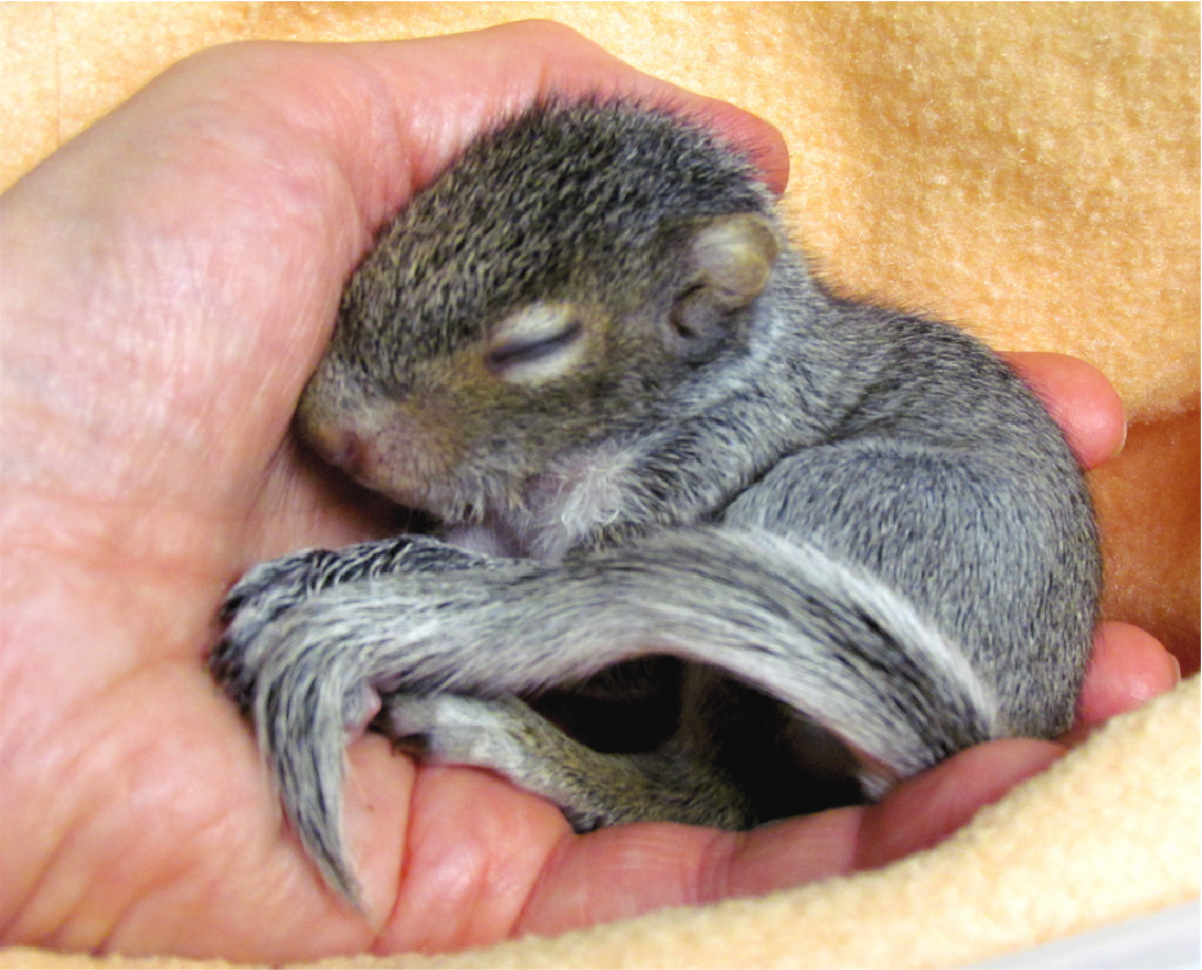 Image shows a squirrel being held by a person.