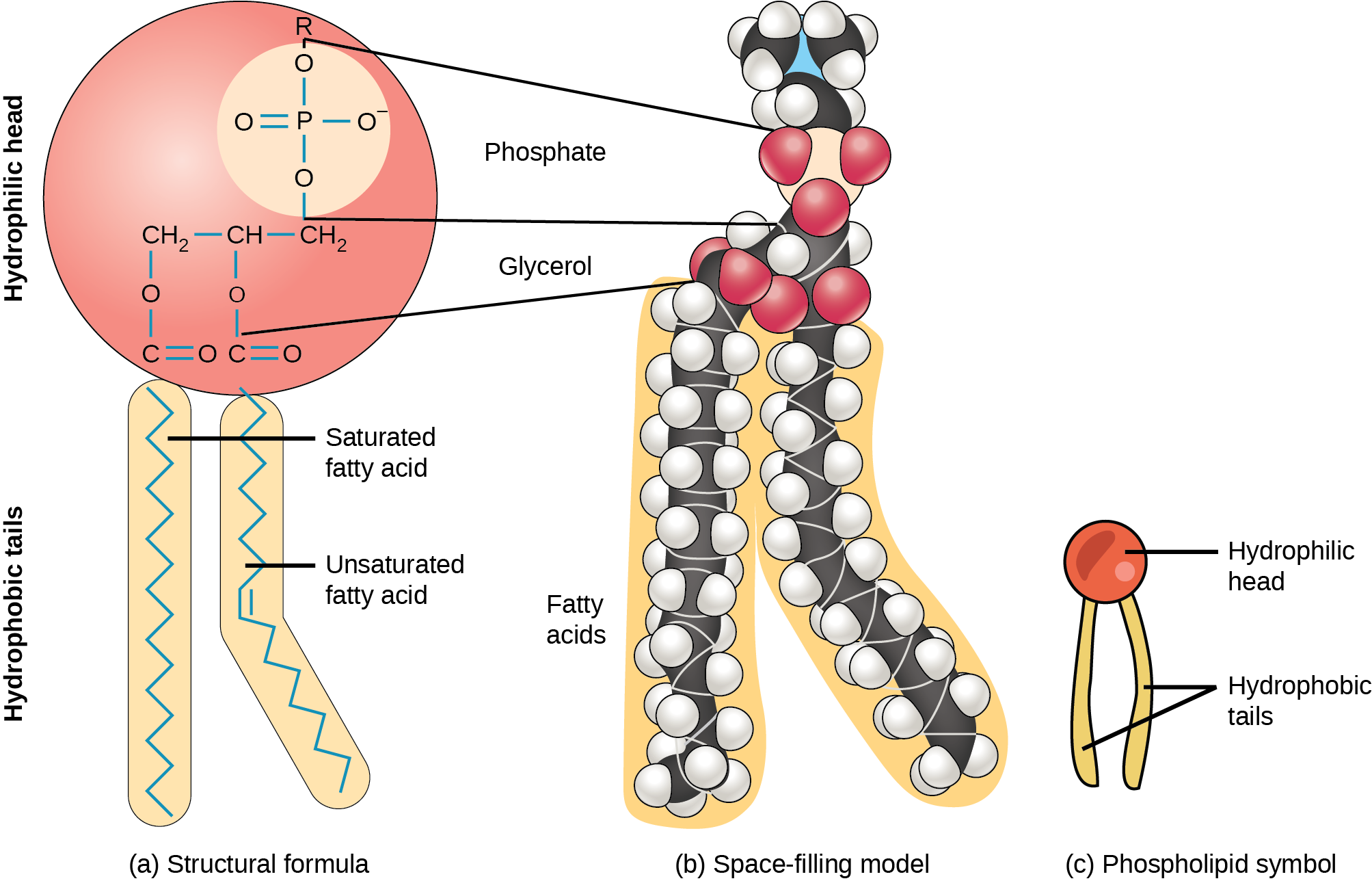 Phospholipid Chemical Structure Phospholipid Chemical Structure