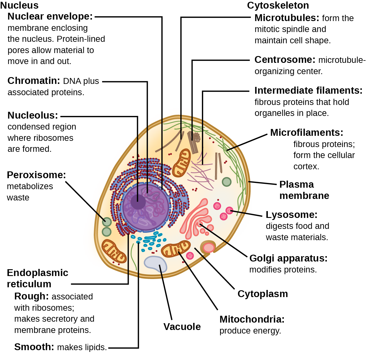 Animal Cell Functions And Definitions
