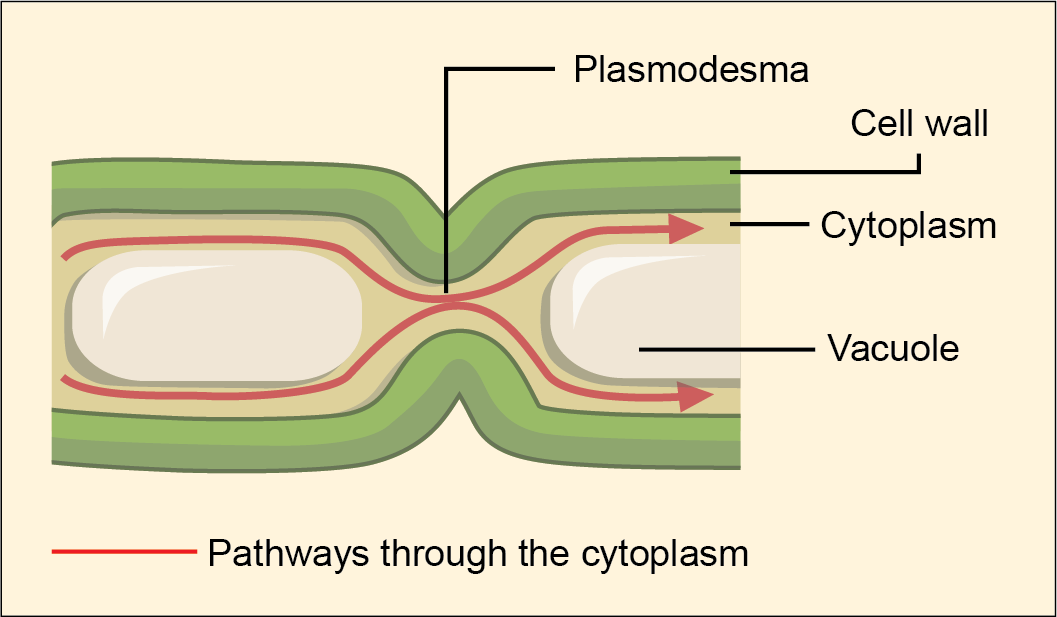 Biology 2e The Cell Cell Structure Connections Between Cells And 