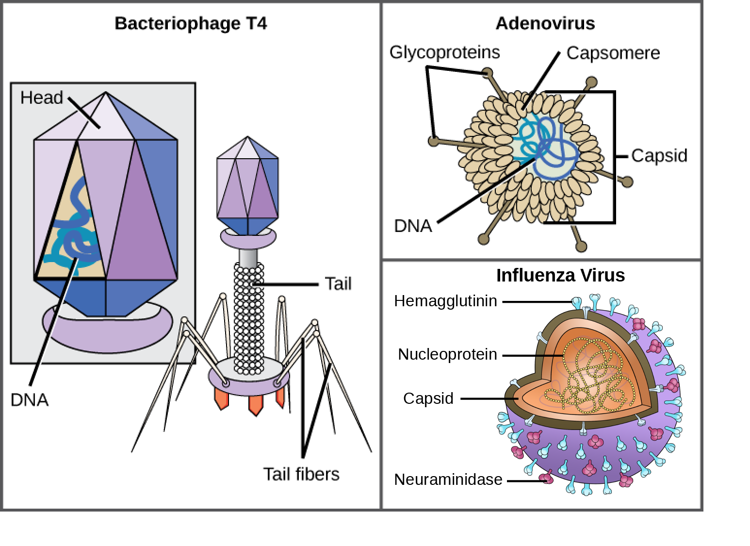 Biology 2e Biological Diversity Viruses Viral Evolution Morphology 