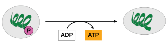 This illustration shows a substrate-level phosphorylation reaction in which the gamma phosphate of ATP is attached to a protein.