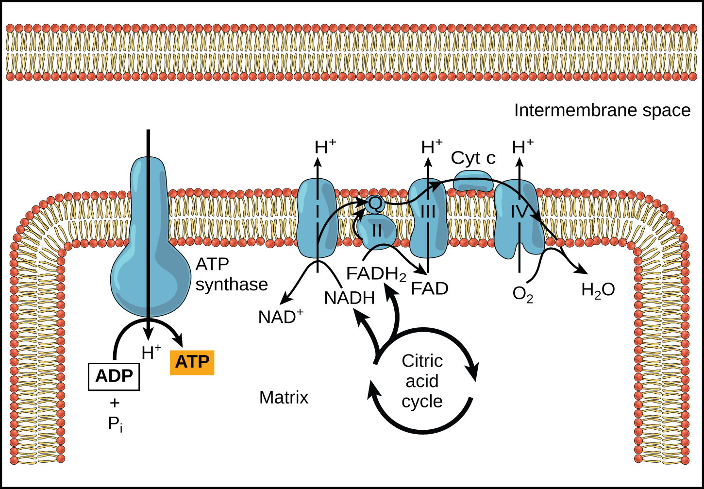 This illustration shows the electron transport chain, the ATP synthase enzyme embedded in the inner mitochondrial membrane, and the citric acid cycle occurring in the mitochondrial matrix. The citric acid cycle feeds NADH and FADH_{2} to the electron transport chain. The electron transport chain oxidizes these substrates and, in the process, pumps protons into the intermembrane space. ATP synthase allows protons to leak back into the matrix and synthesizes ATP.