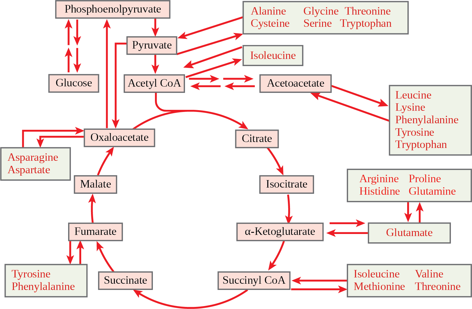 This illustration shows that the amino acids alanine, glycine, threonine, cysteine, and serine can be converted into pyruvate. Leucine, lysine, phenylalanine, tyrosine, tryptophan, and isoleucine can be converted into acetyl CoA. Arginine, proline, histidine, glutamine, and glutamate can be converted into α-ketoglutarate. Isoleucine, valine, methionine, and threonine can be converted into succinyl CoA. Tyrosine and phenylalanine can be converted into fumarate, and aspartate and asparagine can be converted into oxaloacetate.