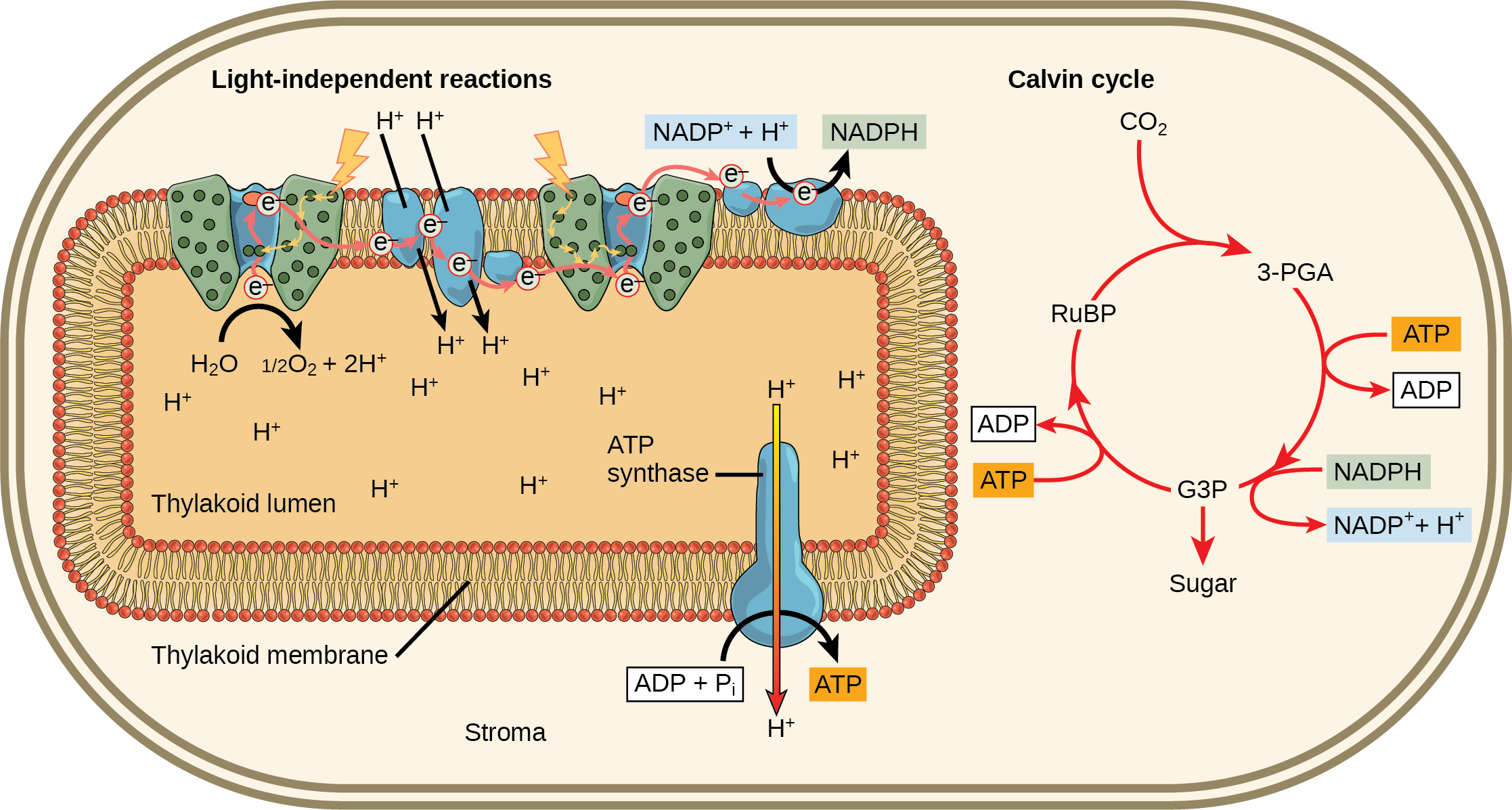 This illustration shows that ATP and NADPH produced in the light reactions are used in the Calvin cycle to make sugar.