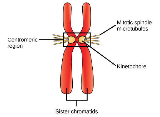 This illustration shows two sister chromatids. Each has a kinetochore at the centromere, and mitotic spindle microtubules radiate from the kinetochore.