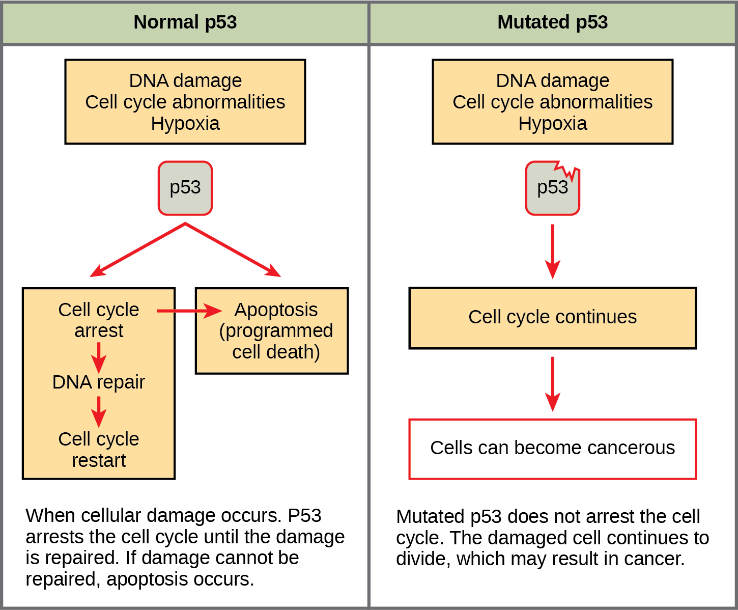 Part a: This illustration shows cell cycle regulation by normal p53, which arrests the cell cycle in response to DNA damage, cell cycle abnormalities, or hypoxia. Once the damage is repaired, the cell cycle restarts. If the damage cannot be repaired, apoptosis (programmed cell death) occurs. Part b: Mutated p53 does not arrest the cell cycle in response to cellular damage. As a result, the cell cycle continues, and the cell may become cancerous.