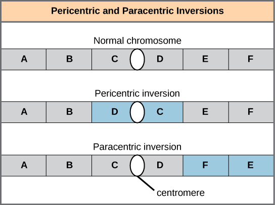  Illustration shows pericentric and paracentric inversions. In this example, the order of genes in the normal chromosome is ABCDEF, with the centromere between genes C and D. In the pericentric inversion the order is ABDCEF. In the paracentric inversion example, the resulting gene order is ABCDFE.