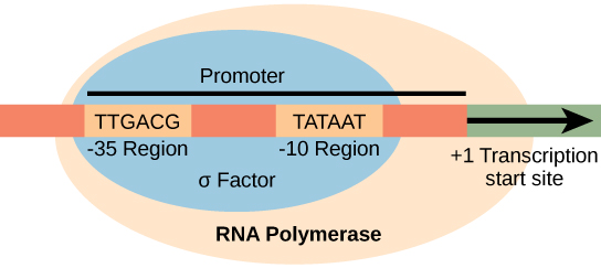 Illustration shows the σ subunit of RNA polymerase bound to two consensus sequences that are 10 and 35 bases upstream of the transcription start site. RNA polymerase is bound to σ.