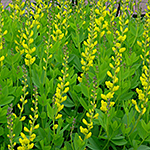 Yellow bloom